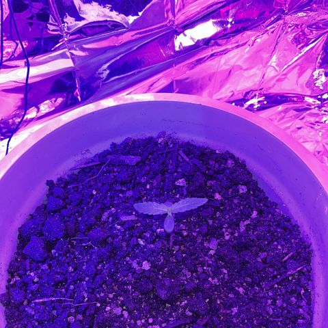 MOBY-D XXL AUTO #1 growlog timeline photo