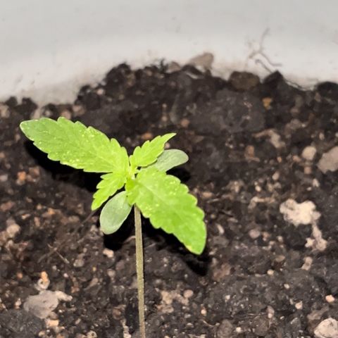 MOBY-D XXL AUTO #1 growlog photo: Aumento no tamanho das folhas e crescimento da gema apical
