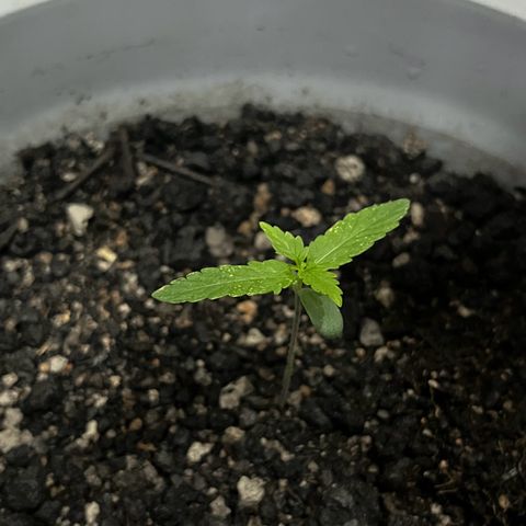 MOBY-D XXL AUTO #1 growlog photo: Salto no desenvolvimento com Flowermind 