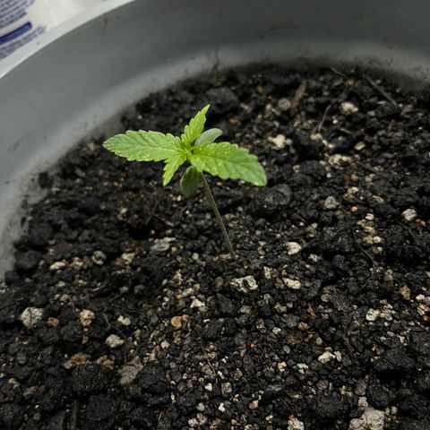 MOBY-D XXL AUTO #1 growlog photo: Salto no desenvolvimento com Flowermind 