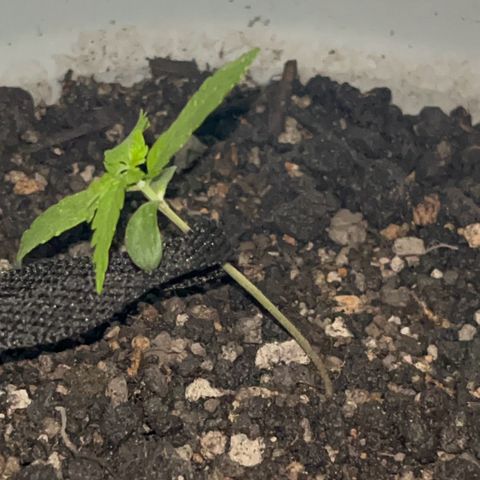 MOBY-D XXL AUTO #1 growlog timeline photo