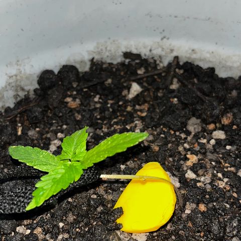 MOBY-D XXL AUTO #1 growlog photo: 2° dia em LST
Caule começou a apresentar engorda