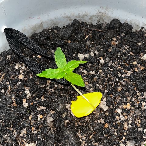 MOBY-D XXL AUTO #1 growlog photo: 2° dia em LST
Caule começou a apresentar engorda