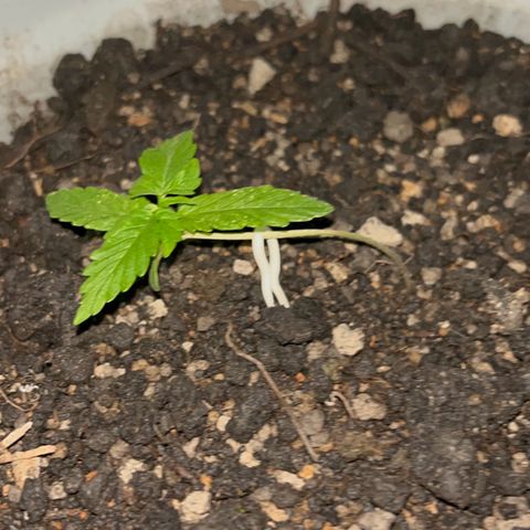 MOBY-D XXL AUTO #1 growlog timeline photo