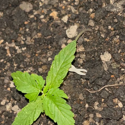 MOBY-D XXL AUTO #1 growlog timeline photo