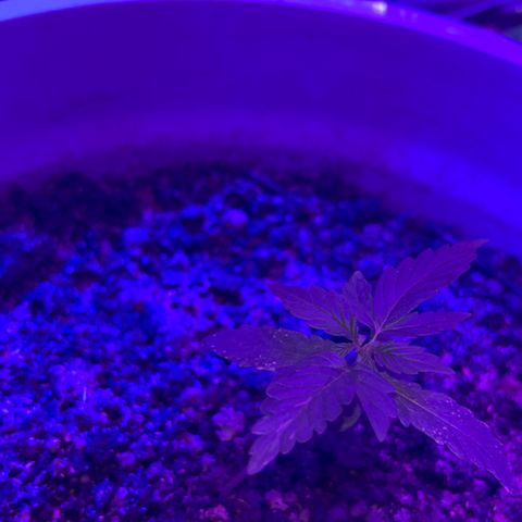 MOBY-D XXL AUTO #1 growlog timeline photo