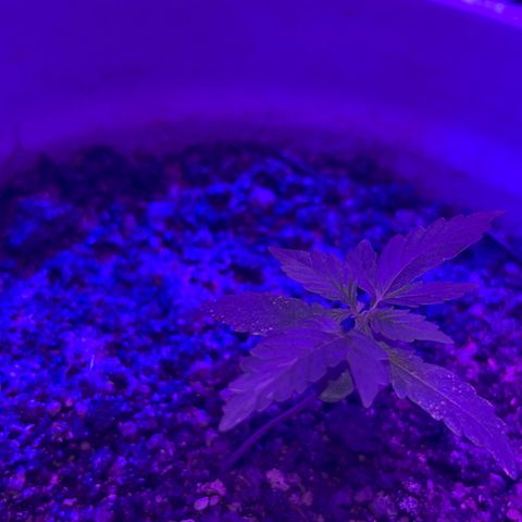 MOBY-D XXL AUTO #1 growlog timeline photo