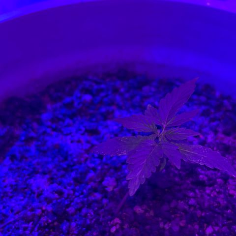 MOBY-D XXL AUTO #1 growlog timeline photo