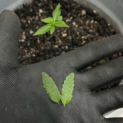 MOBY-D XXL AUTO #1 growlog photo: Desfiliação 