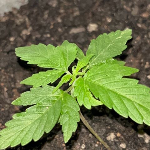 MOBY-D XXL AUTO #1 growlog timeline photo