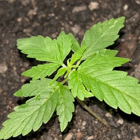 MOBY-D XXL AUTO #1 growlog timeline photo