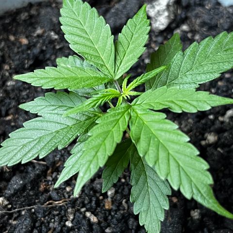 MOBY-D XXL AUTO #1 growlog timeline photo