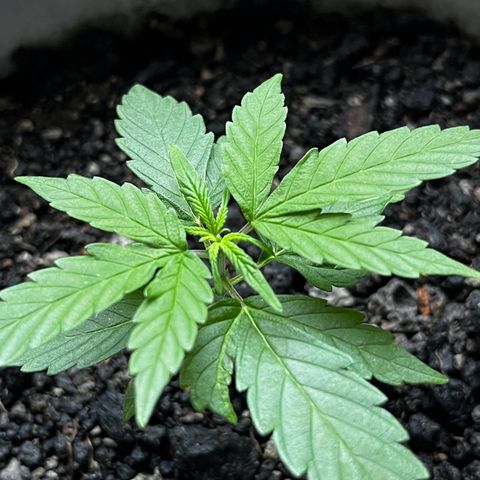 MOBY-D XXL AUTO #1 growlog timeline photo