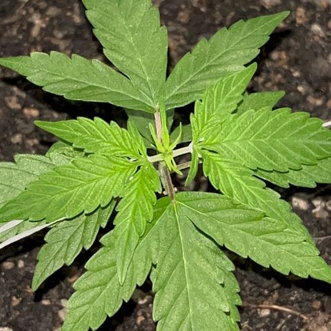 MOBY-D XXL AUTO #1 growlog timeline photo