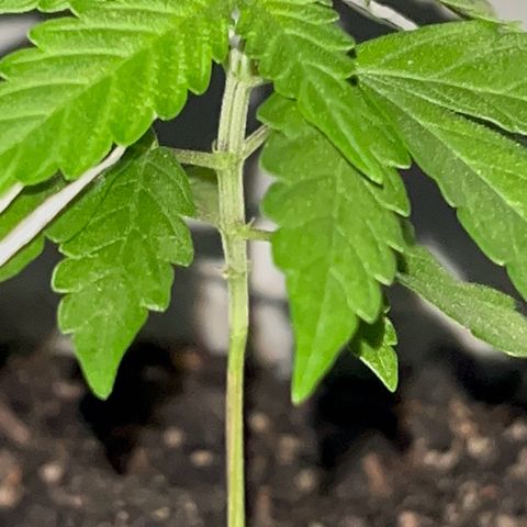 MOBY-D XXL AUTO #1 growlog timeline photo