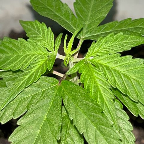 MOBY-D XXL AUTO #1 growlog timeline photo