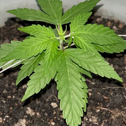 MOBY-D XXL AUTO #1 growlog timeline photo