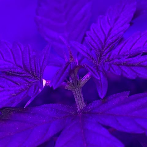 MOBY-D XXL AUTO #1 growlog timeline photo