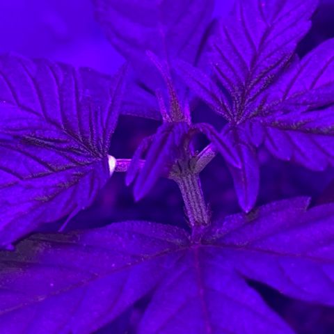 MOBY-D XXL AUTO #1 growlog timeline photo