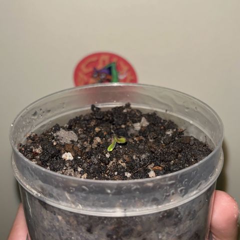 MOBY-D XXL AUTO #2 growlog timeline photo