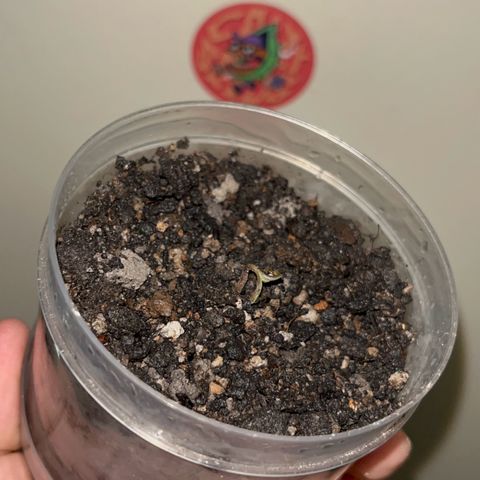 MOBY-D XXL AUTO #2 growlog timeline photo