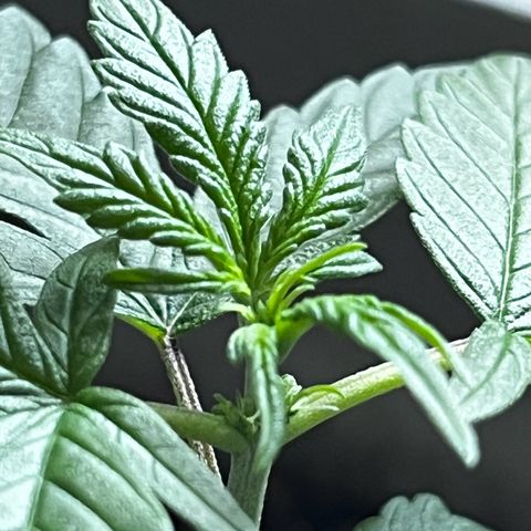 MOBY-D XXL AUTO #1 growlog photo: Indícios de Pré Flora, deve iniciar a floração nos próximos dias