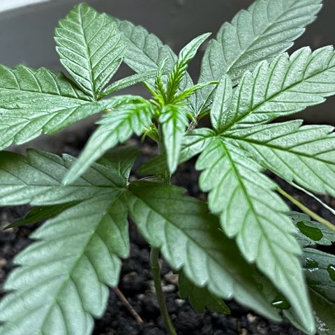 MOBY-D XXL AUTO #1 growlog photo: Indícios de Pré Flora, deve iniciar a floração nos próximos dias