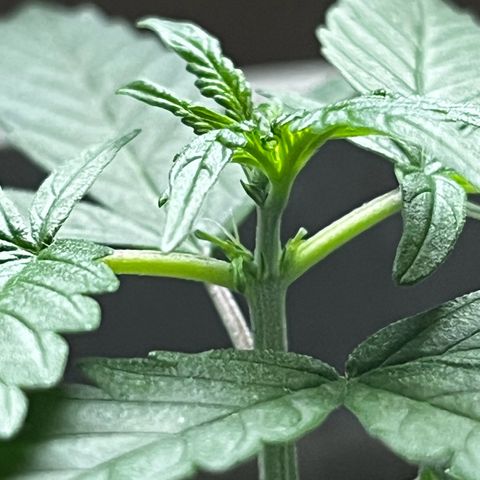 MOBY-D XXL AUTO #1 growlog photo: Indícios de Pré Flora, deve iniciar a floração nos próximos dias