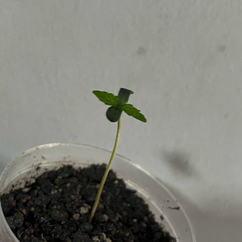 MOBY-D XXL AUTO #2 growlog timeline photo