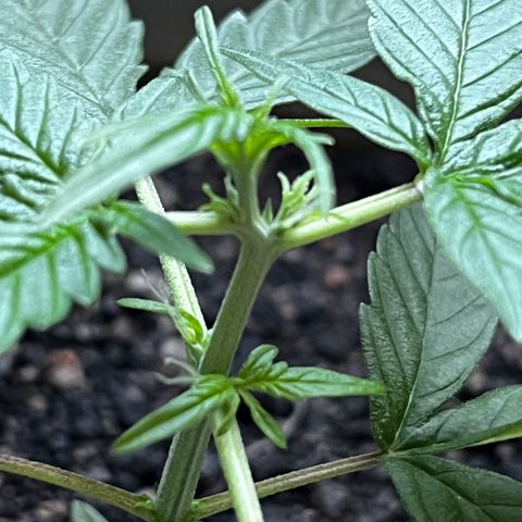 MOBY-D XXL AUTO #1 growlog timeline photo