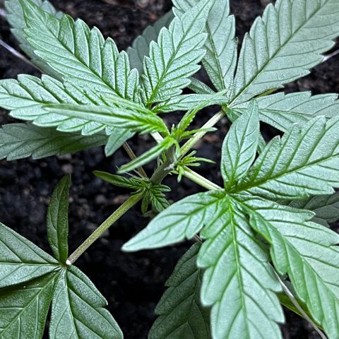 MOBY-D XXL AUTO #1 growlog timeline photo