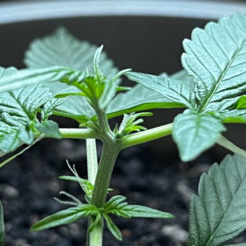 MOBY-D XXL AUTO #1 growlog timeline photo