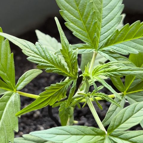 MOBY-D XXL AUTO #1 growlog timeline photo