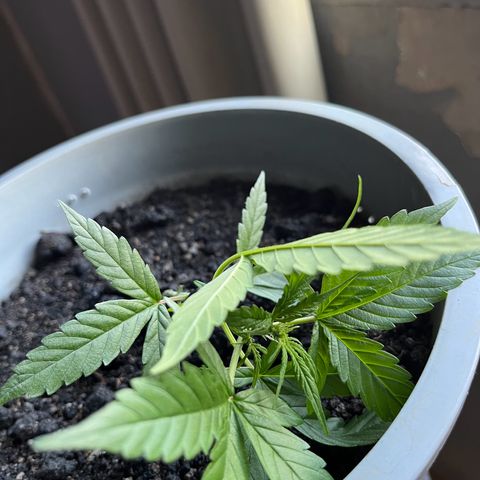 MOBY-D XXL AUTO #1 growlog timeline photo
