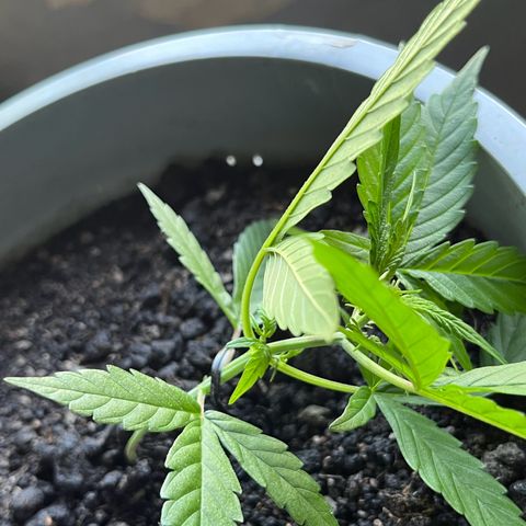 MOBY-D XXL AUTO #1 growlog timeline photo