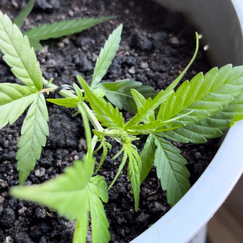 MOBY-D XXL AUTO #1 growlog timeline photo