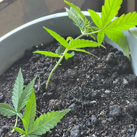 MOBY-D XXL AUTO #1 growlog timeline photo