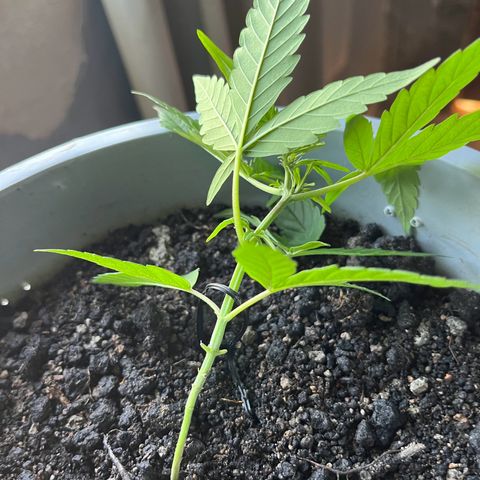 MOBY-D XXL AUTO #1 growlog timeline photo