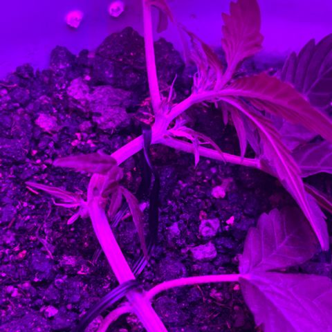 MOBY-D XXL AUTO #1 growlog timeline photo