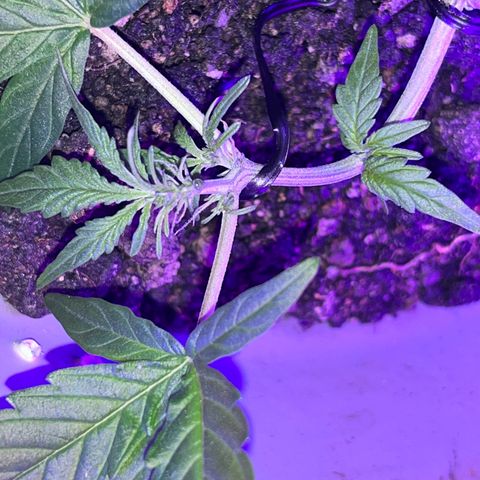 MOBY-D XXL AUTO #1 growlog timeline photo