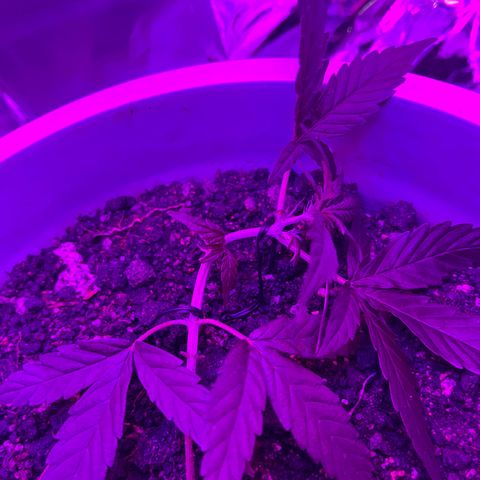 MOBY-D XXL AUTO #1 growlog timeline photo