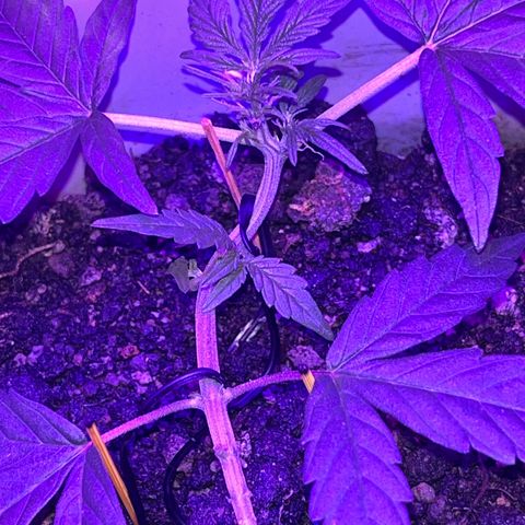 MOBY-D XXL AUTO #1 growlog timeline photo