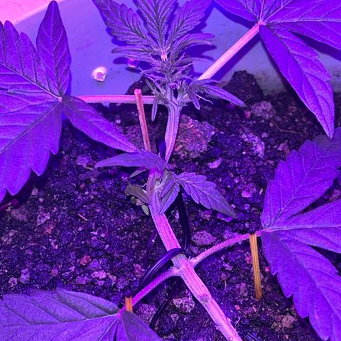 MOBY-D XXL AUTO #1 growlog timeline photo