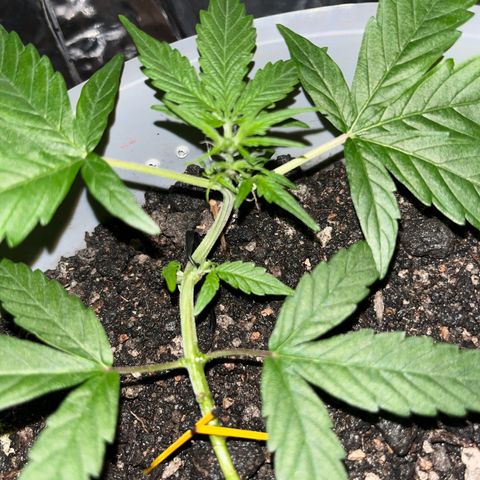 MOBY-D XXL AUTO #1 growlog timeline photo