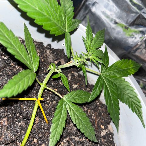 MOBY-D XXL AUTO #1 growlog timeline photo