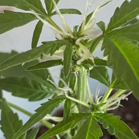 MOBY-D XXL AUTO #1 growlog timeline photo