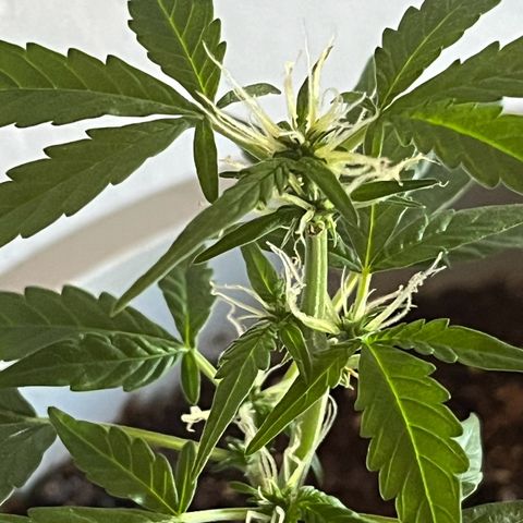 MOBY-D XXL AUTO #1 growlog timeline photo