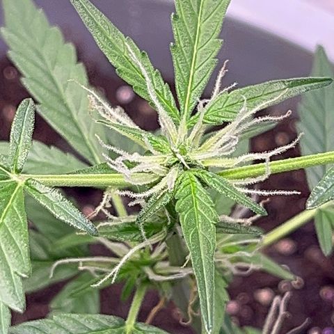 MOBY-D XXL AUTO #1 growlog timeline photo