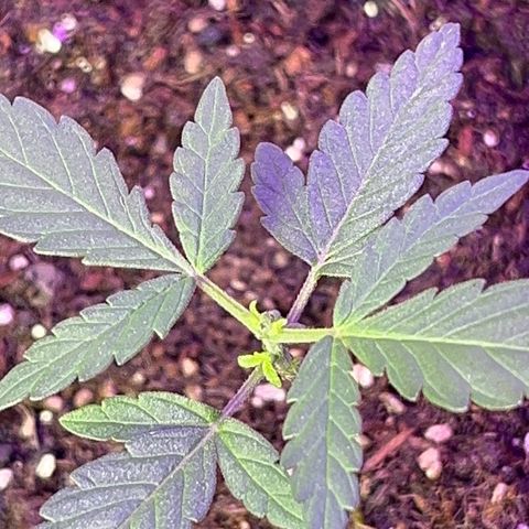 MOBY-D XXL AUTO #2 growlog timeline photo