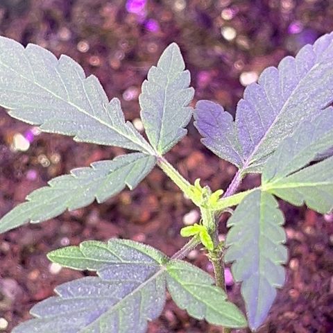 MOBY-D XXL AUTO #2 growlog timeline photo